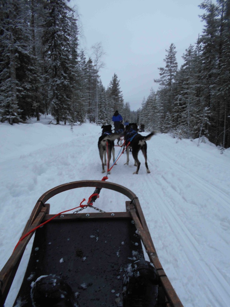 Dog sled ride near Arctic Circle