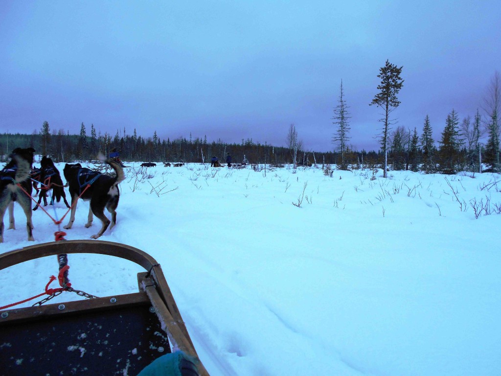 Dog Sledding Near Arctic Circle